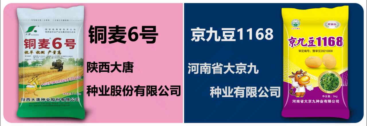 大唐 大京九 第一麦联丰.gif